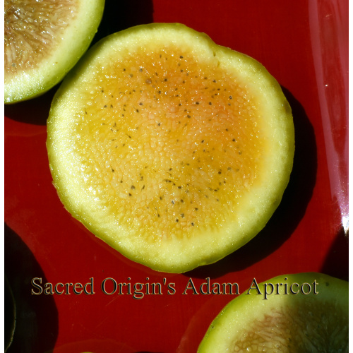 Adam Apricot (SO)