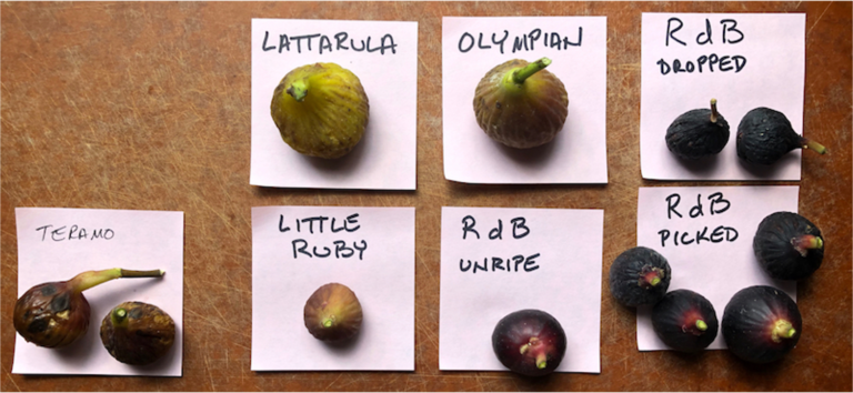 Principles for When to Pick Figs